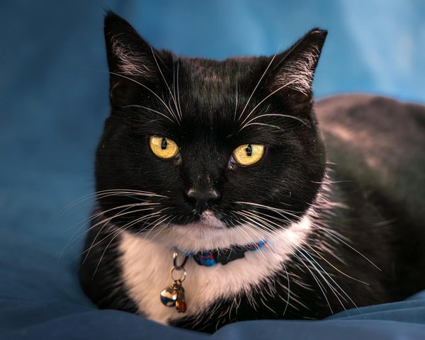 Fünf kreative Ideen, um das Leben deines Wellensittichs abwechslungsreicher zu gestalten!